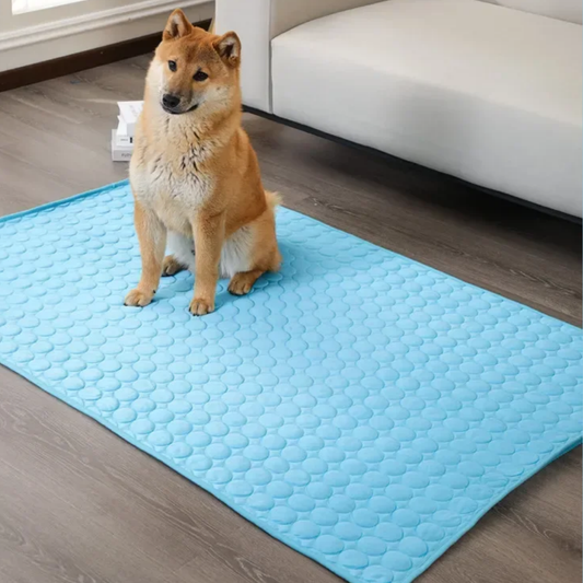 ChillPaws - Dein Vierbeiner leidet in der Hitze, du merkst es nur zu spät.